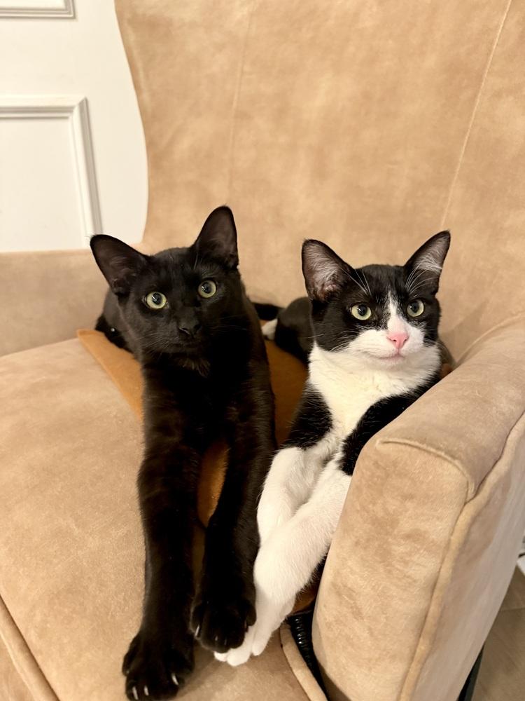 Archibald Blackpaw — thumbnail 2