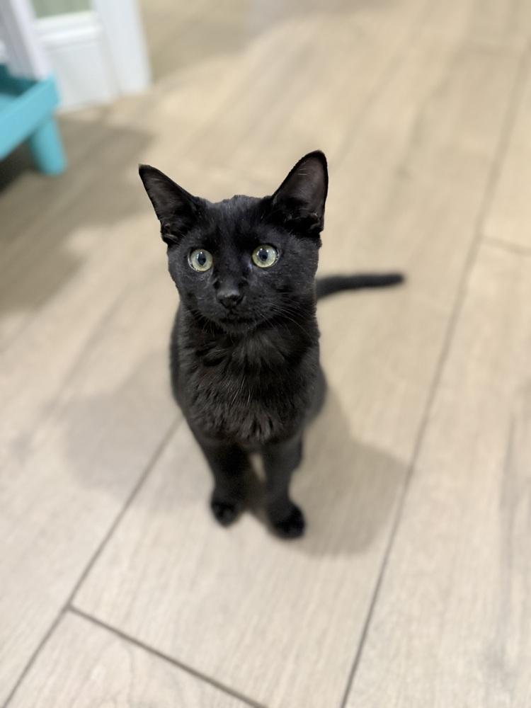 Archibald Blackpaw — thumbnail 3