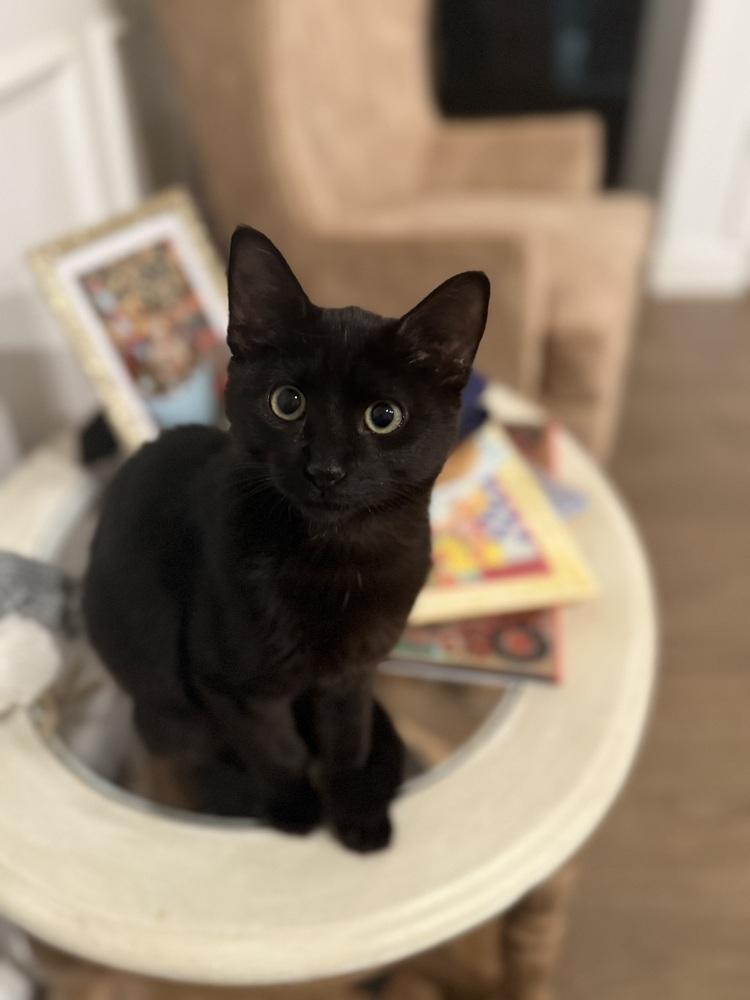 Archibald Blackpaw — thumbnail 4