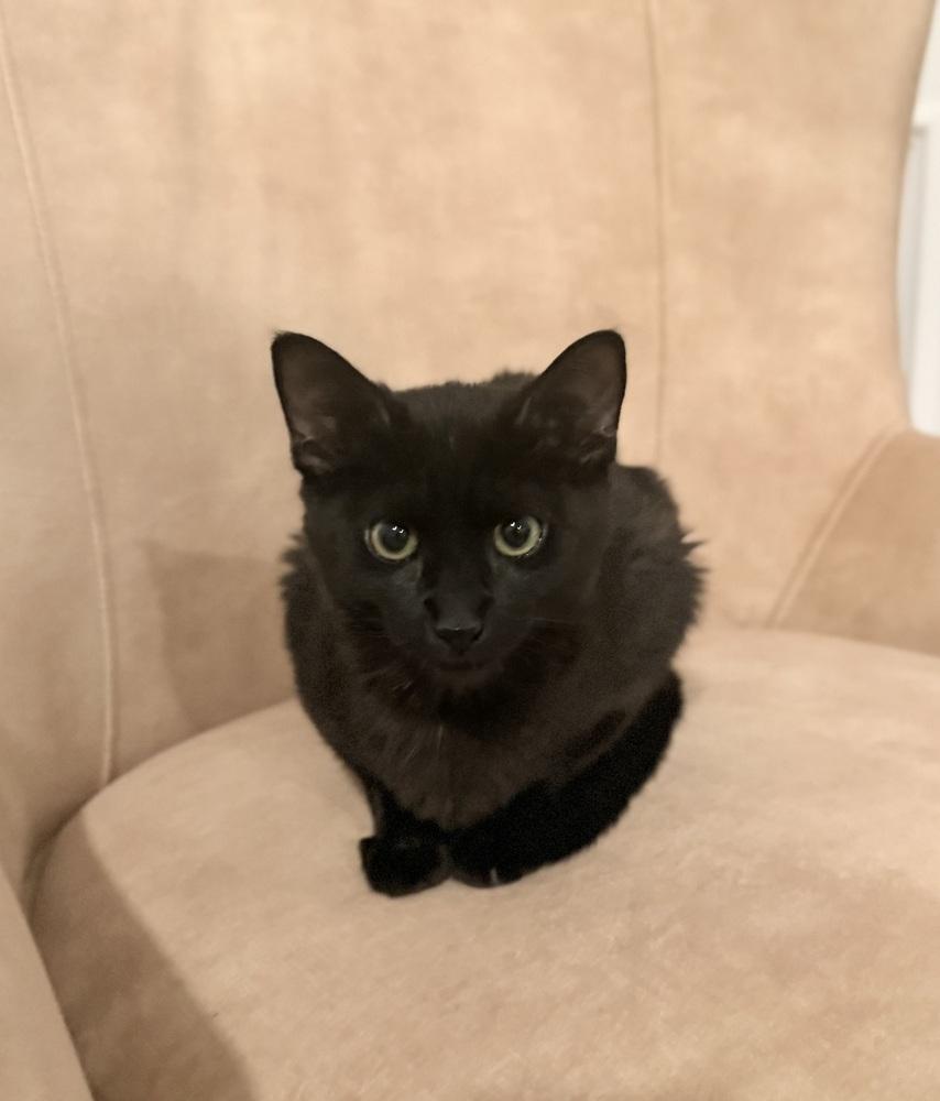 Archibald Blackpaw — thumbnail 5