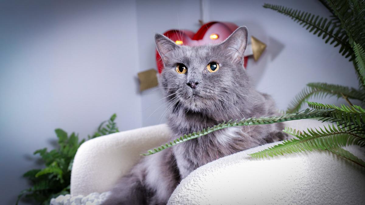 Gracie & Hunter, Adoptable, Senior Female Russian Blue & Domestic Medium Hair.