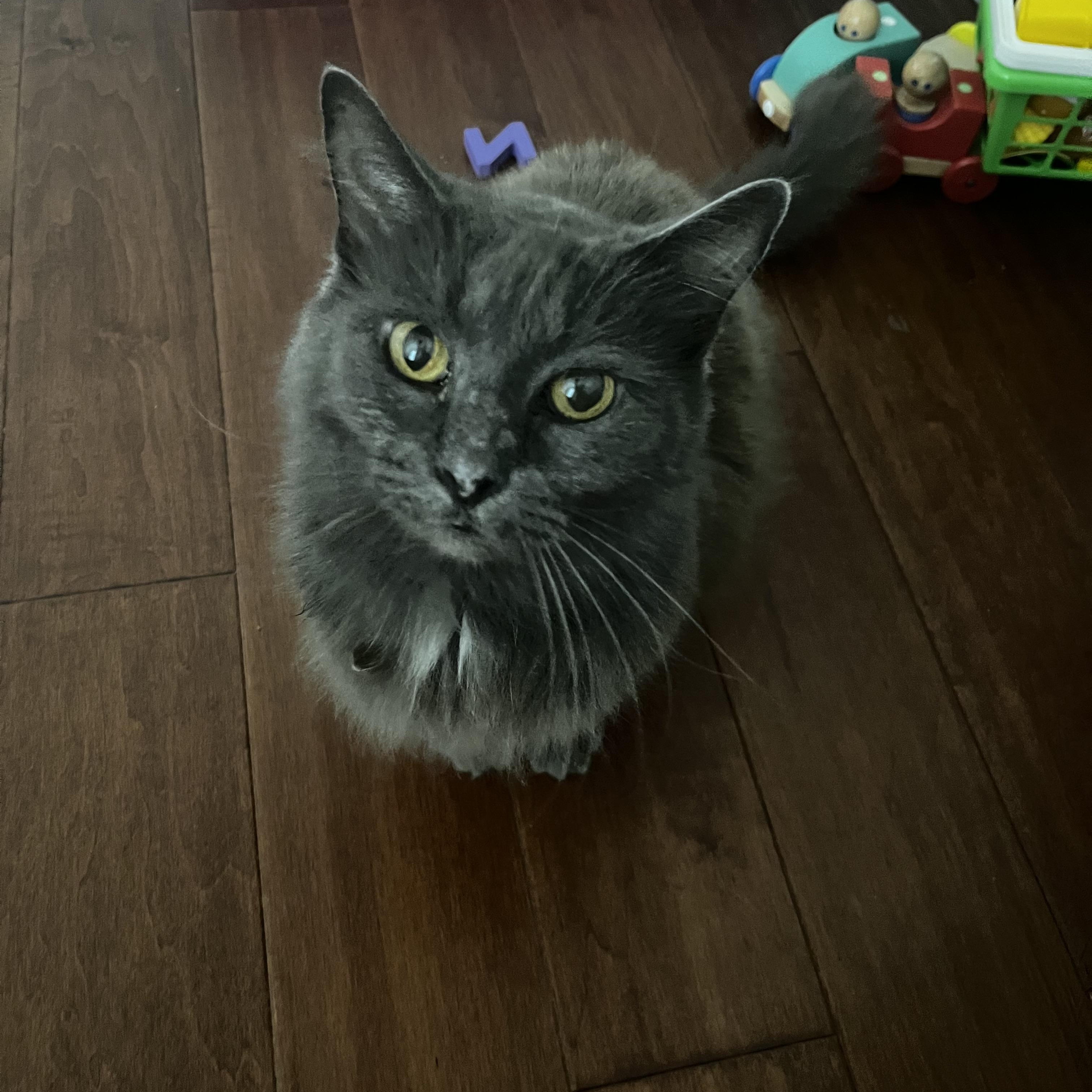 Gracie & Hunter, Senior Female unknown