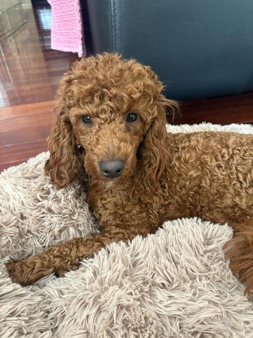 Enlarge Benson, an adoptable Miniature Poodle in Los Angeles, CA image 1/4