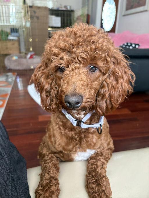 Enlarge Benson, an adoptable Miniature Poodle in Los Angeles, CA image 2/4
