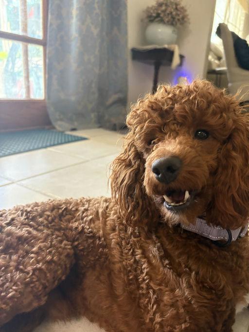 Enlarge Benson, an adoptable Miniature Poodle in Los Angeles, CA image 3/4