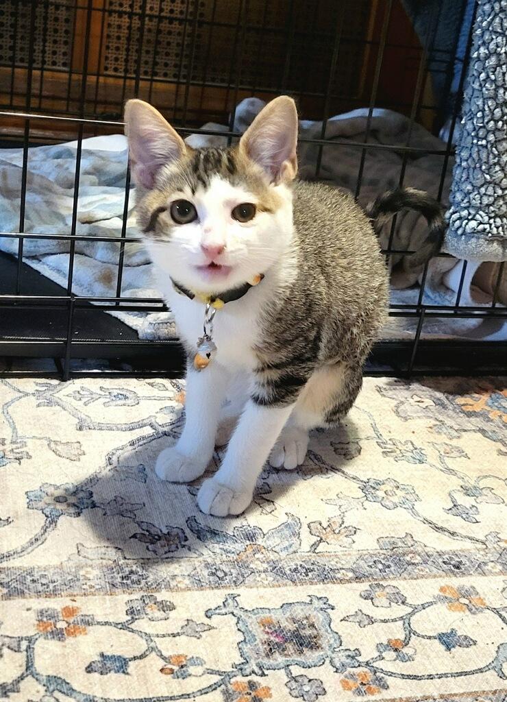 Whimsy, ADOPTABLE, Kitten Female Domestic Short Hair.