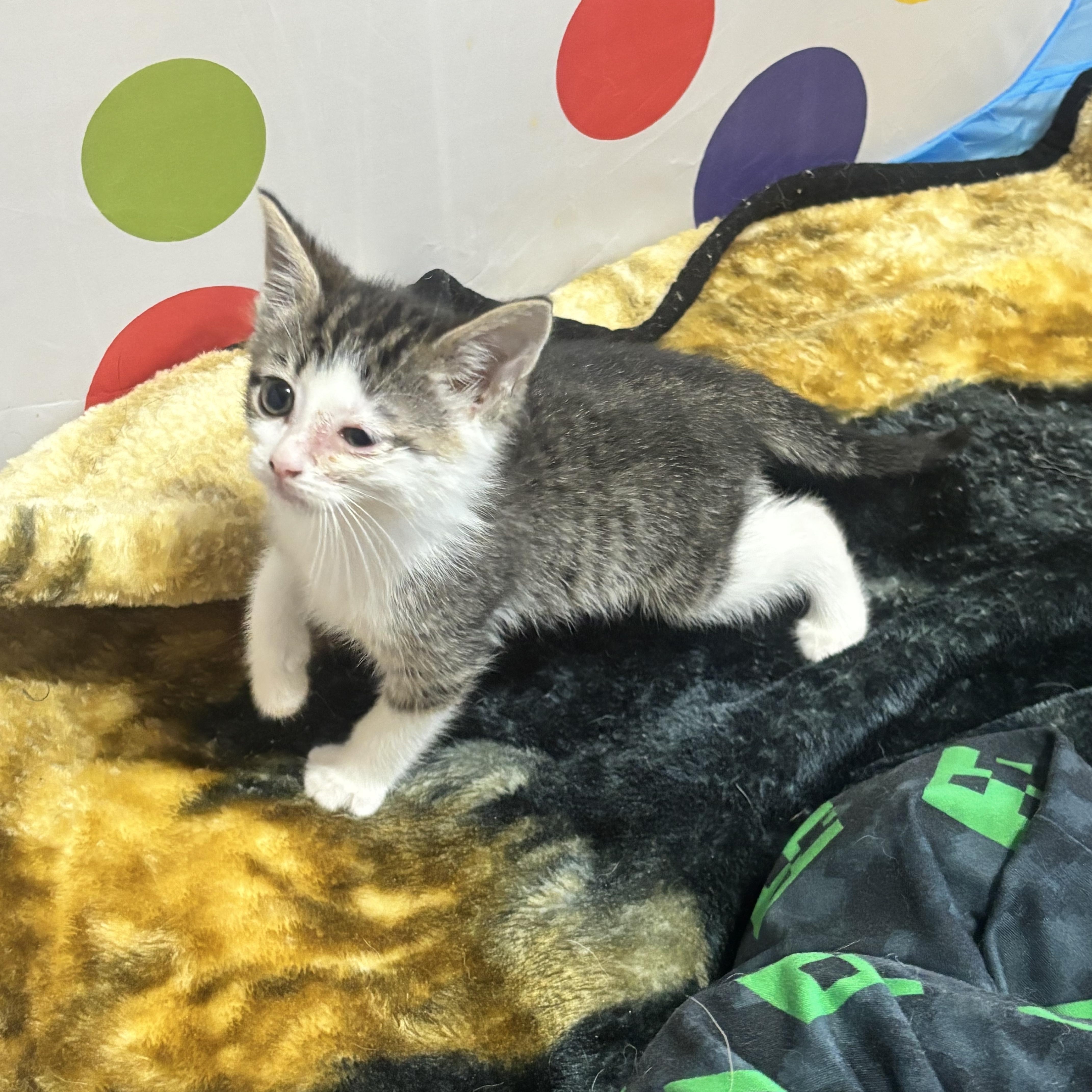 Enlarge Whimsy, a ADOPTABLE Domestic Short Hair in Silver Spring, MD image 4/4