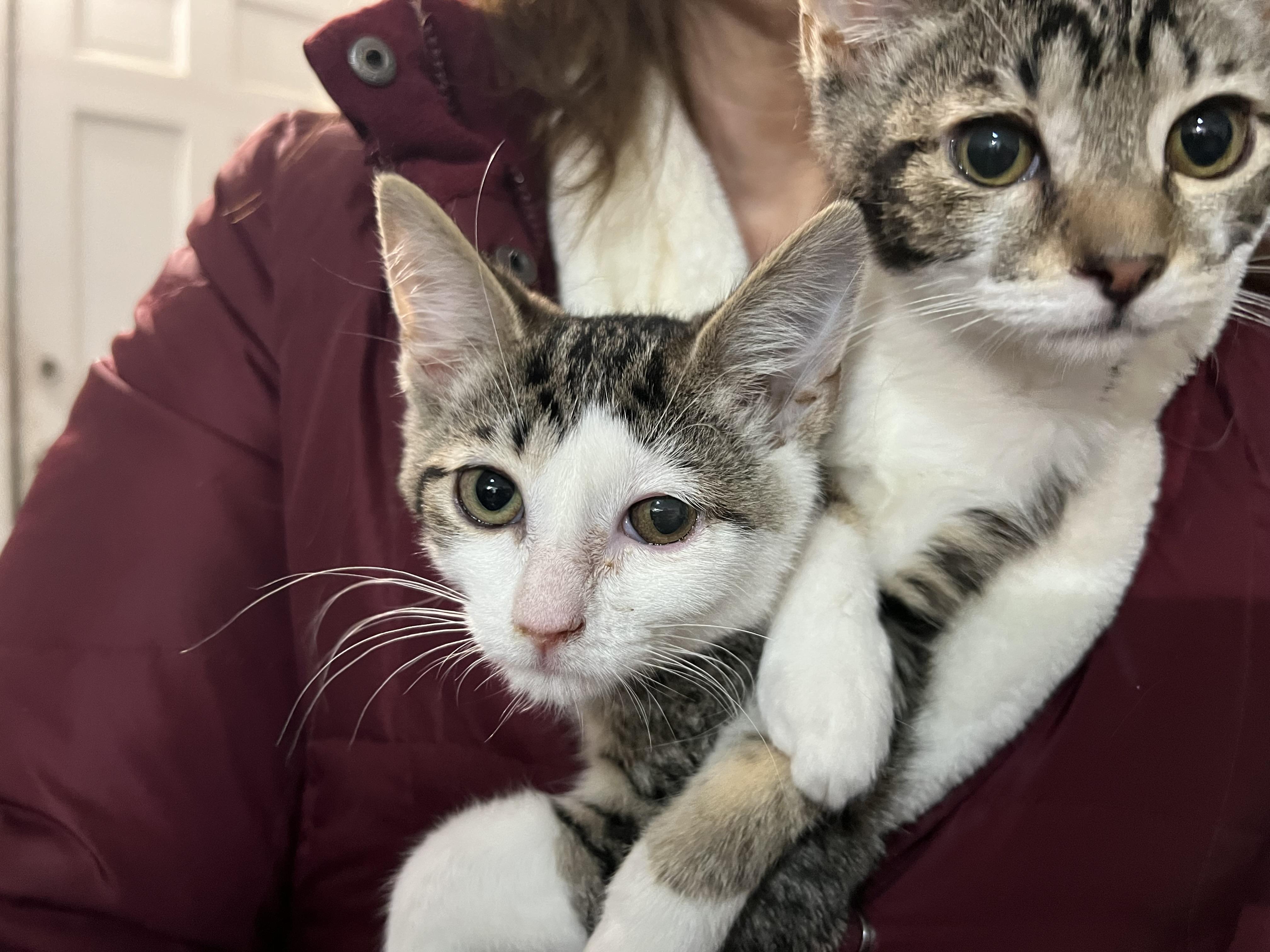 Enlarge Whimsy, a ADOPTABLE Domestic Short Hair in Silver Spring, MD image 2/4