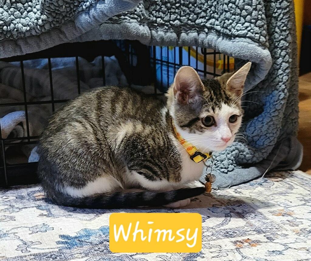 Enlarge Whimsy, a ADOPTABLE Domestic Short Hair in Silver Spring, MD image 3/4