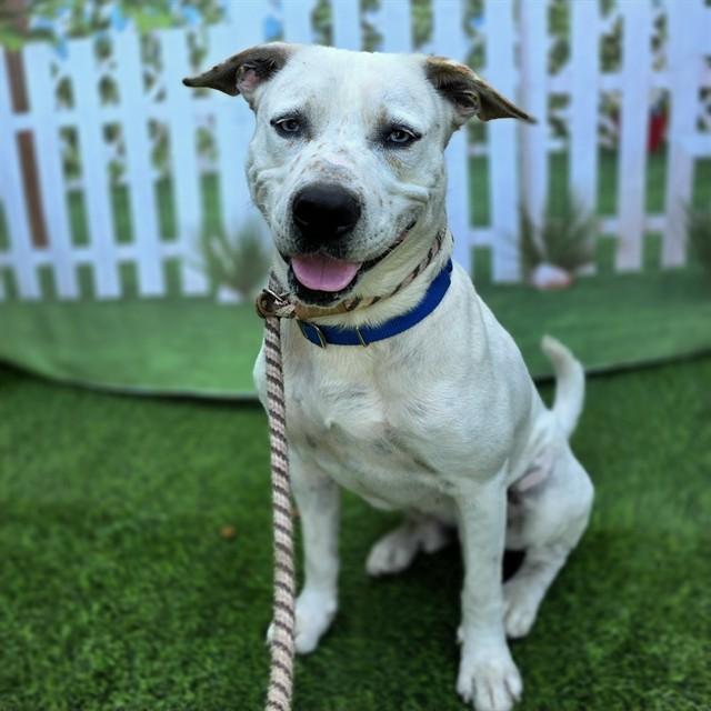 LINUS, Adoptable, Young Male American Bulldog & Australian Cattle Dog / Blue Heeler.