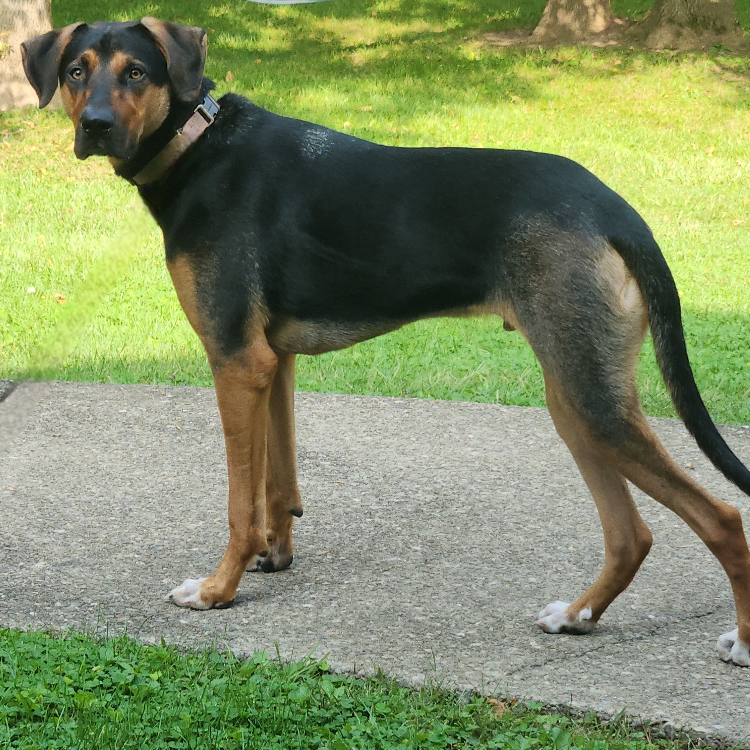 Dog for adoption Rigby, a Treeing Walker Coonhound & German Shepherd
