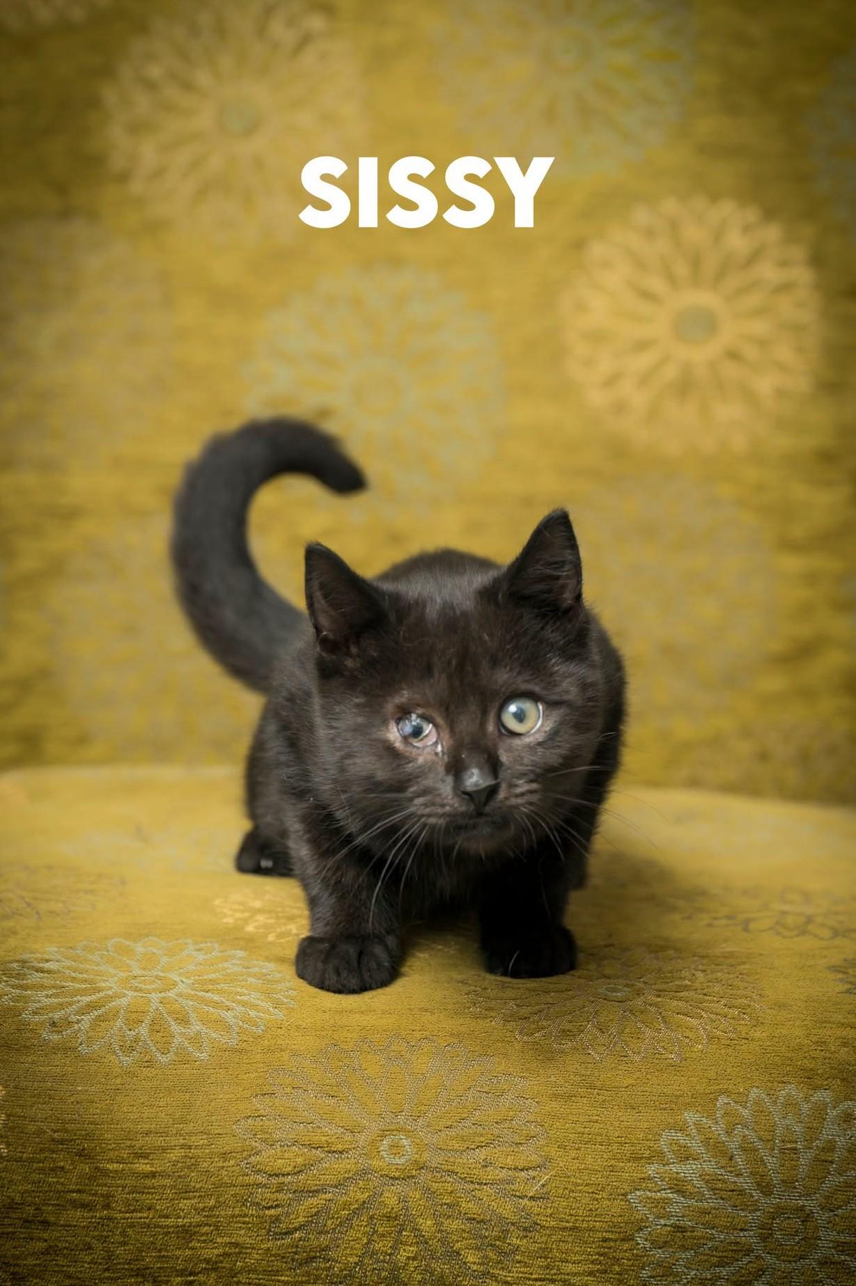 Sissy, adopted, Young Female Domestic Short Hair.