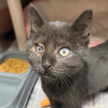 Enlarge Sissy, an adopted Domestic Short Hair in North Myrtle Beach, SC image 2/2