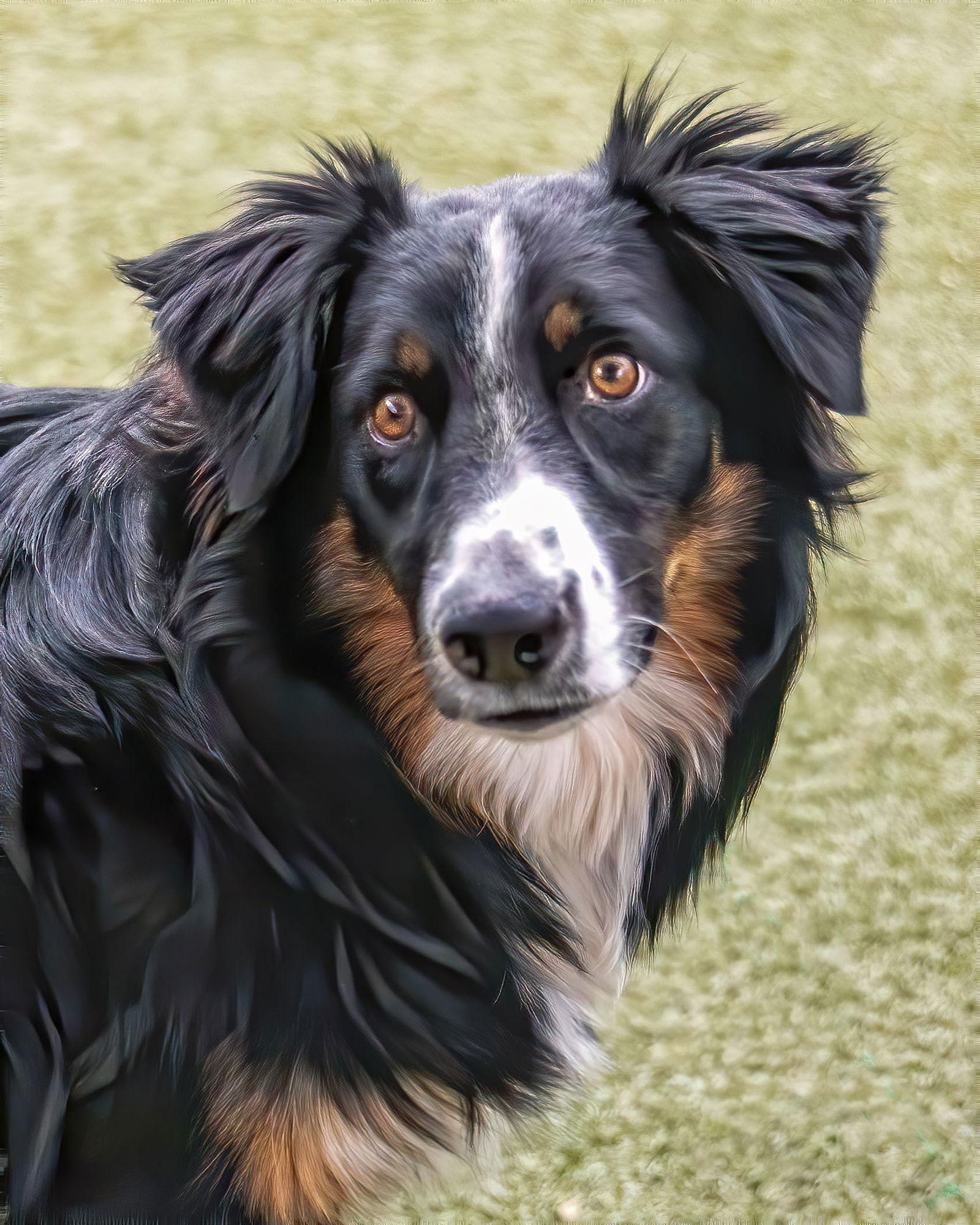 AUSTIN, a Adoptable Australian Shepherd in Scottsdale, AZ image 1/3