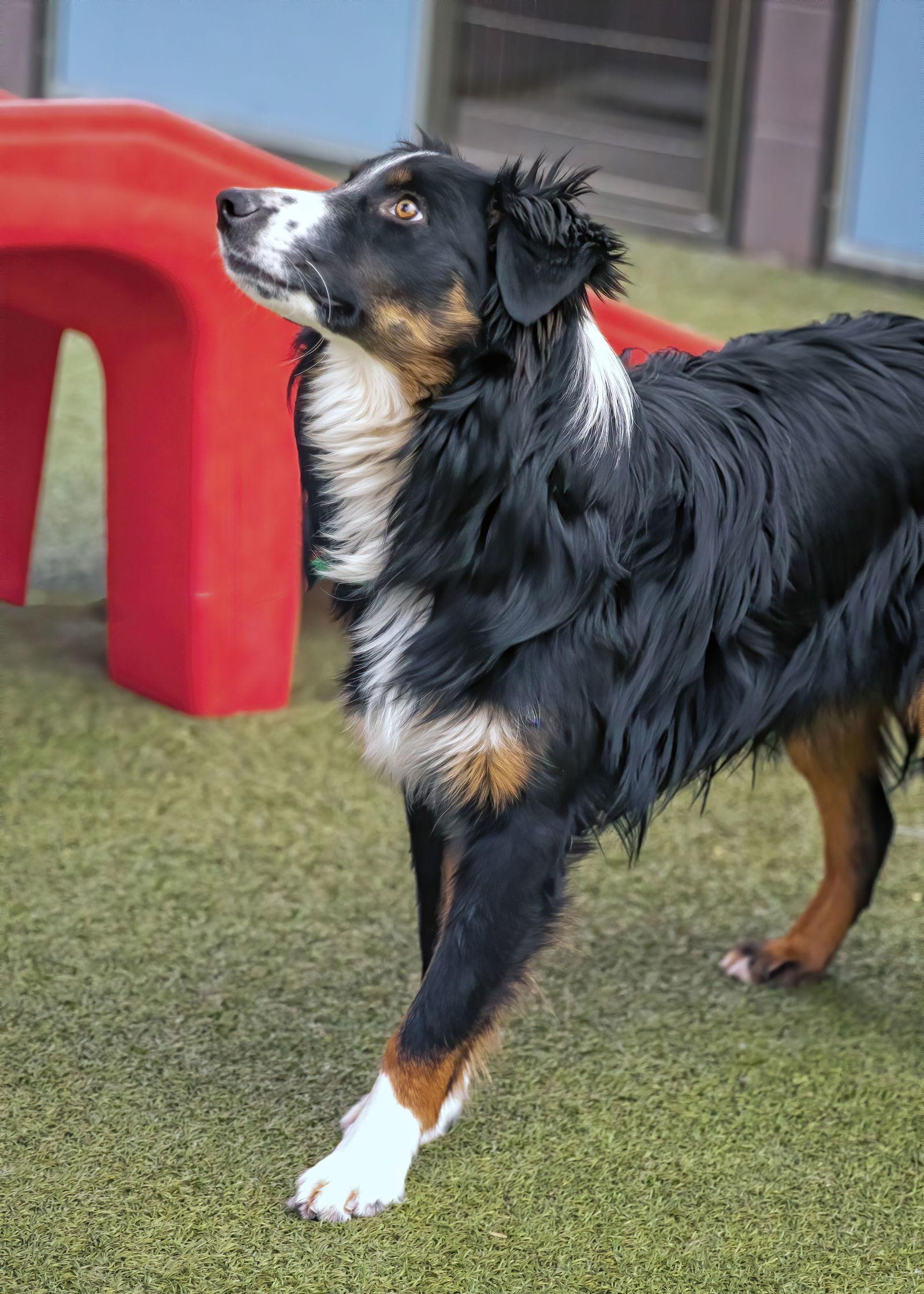 AUSTIN, a Adoptable Australian Shepherd in Scottsdale, AZ image 2/3