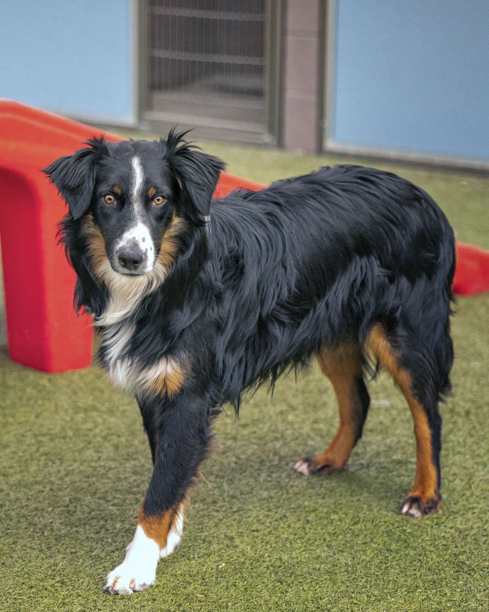 AUSTIN, a Adoptable Australian Shepherd in Scottsdale, AZ image 3/3