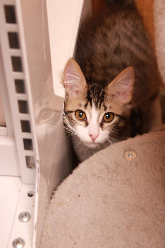 Elliot, Adoptable, Kitten Male Abyssinian.