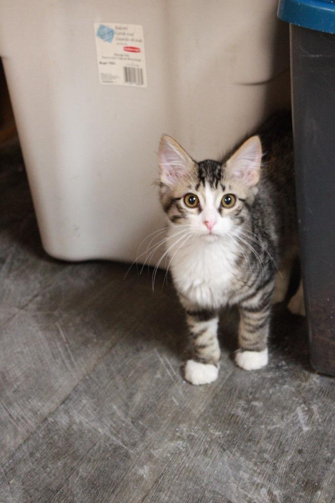 Enlarge Elliot, a Adoptable Abyssinian in Dyersburg, TN image 2/2