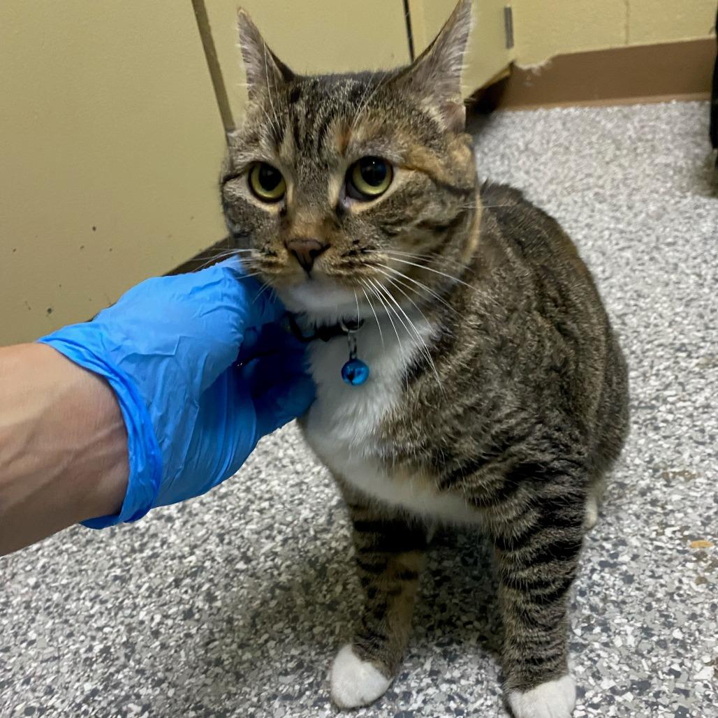 Blush, Adoptable, Adult Female Domestic Medium Hair.