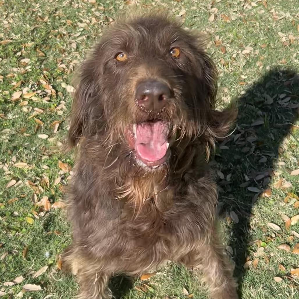 Enlarge Billie, a Adoptable German Wirehaired Pointer in Houston, TX image 1/5
