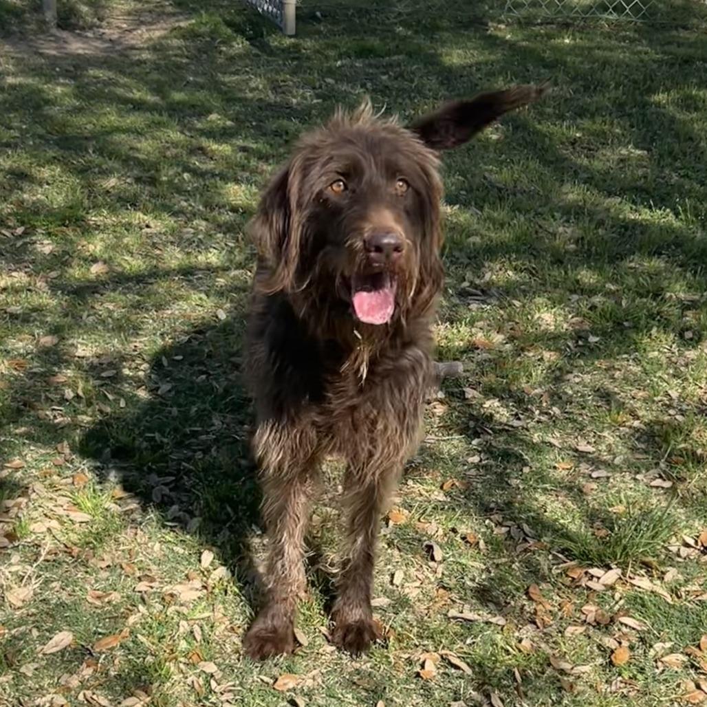 Enlarge Billie, a Adoptable German Wirehaired Pointer in Houston, TX image 2/5