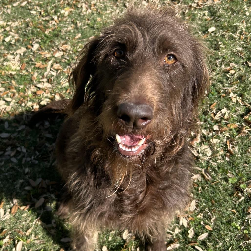 Enlarge Billie, a Adoptable German Wirehaired Pointer in Houston, TX image 3/5