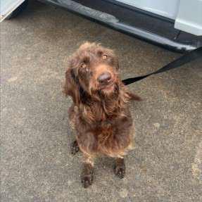 Enlarge Billie, a Adoptable German Wirehaired Pointer in Houston, TX image 4/5
