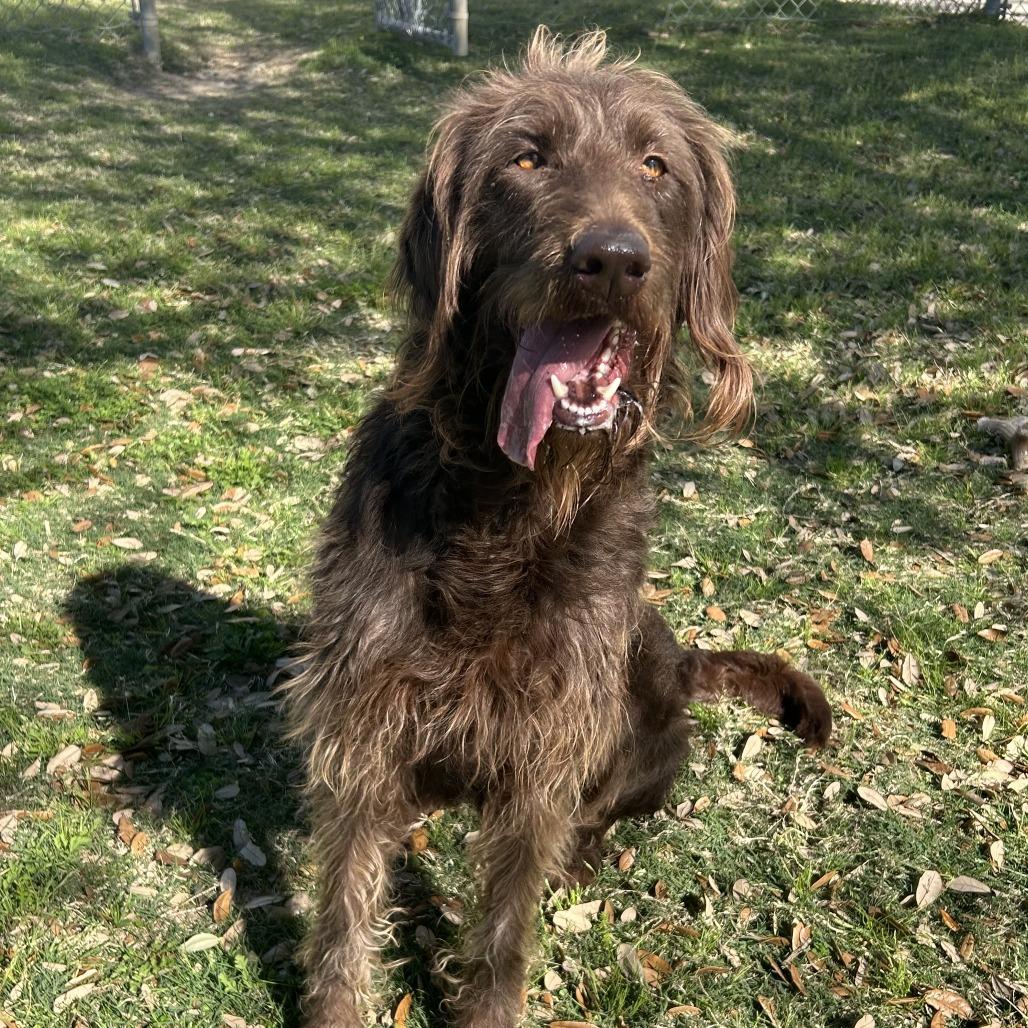 Enlarge Billie, a Adoptable German Wirehaired Pointer in Houston, TX image 5/5