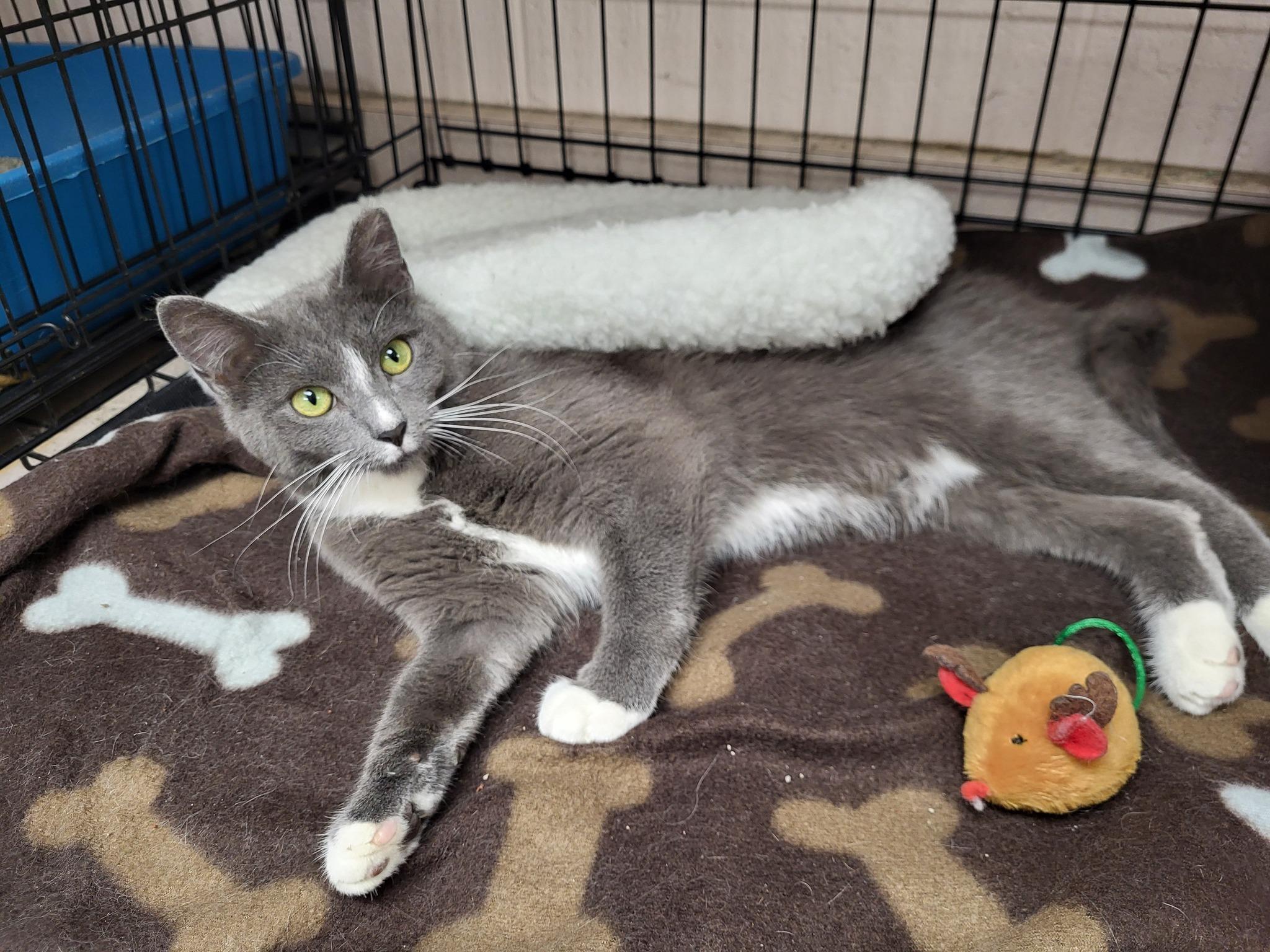 Berry, Adult Male Domestic Short Hair