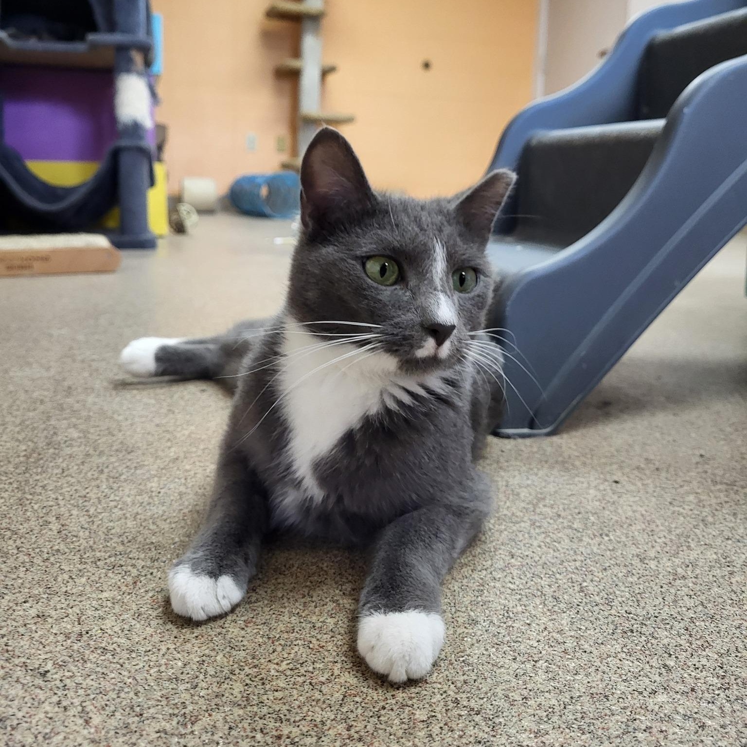 Berry, an adoptable Domestic Short Hair in Chilton, WI, 53014 | Photo Image 1