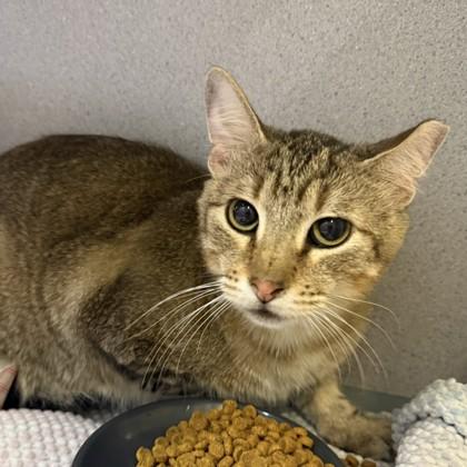 Manfred, Adoptable, Adult Male Domestic Short Hair & Domestic Short Hair.