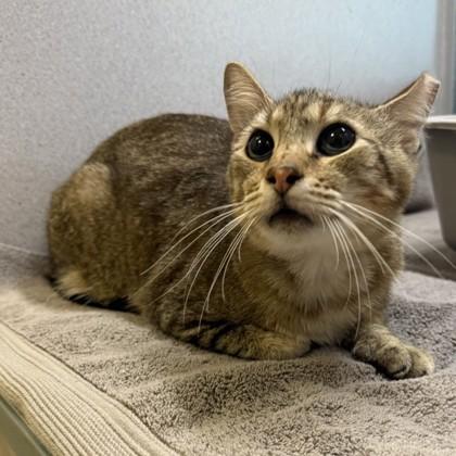 Enlarge Manfred, a Adoptable mixed breed in Dallas, TX image 4/5