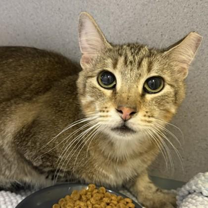 Enlarge Manfred, a Adoptable mixed breed in Dallas, TX image 5/5