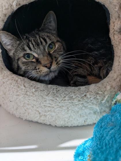 Enlarge Tobie Toes, a Adoptable mixed breed in Divide, CO image 1/1