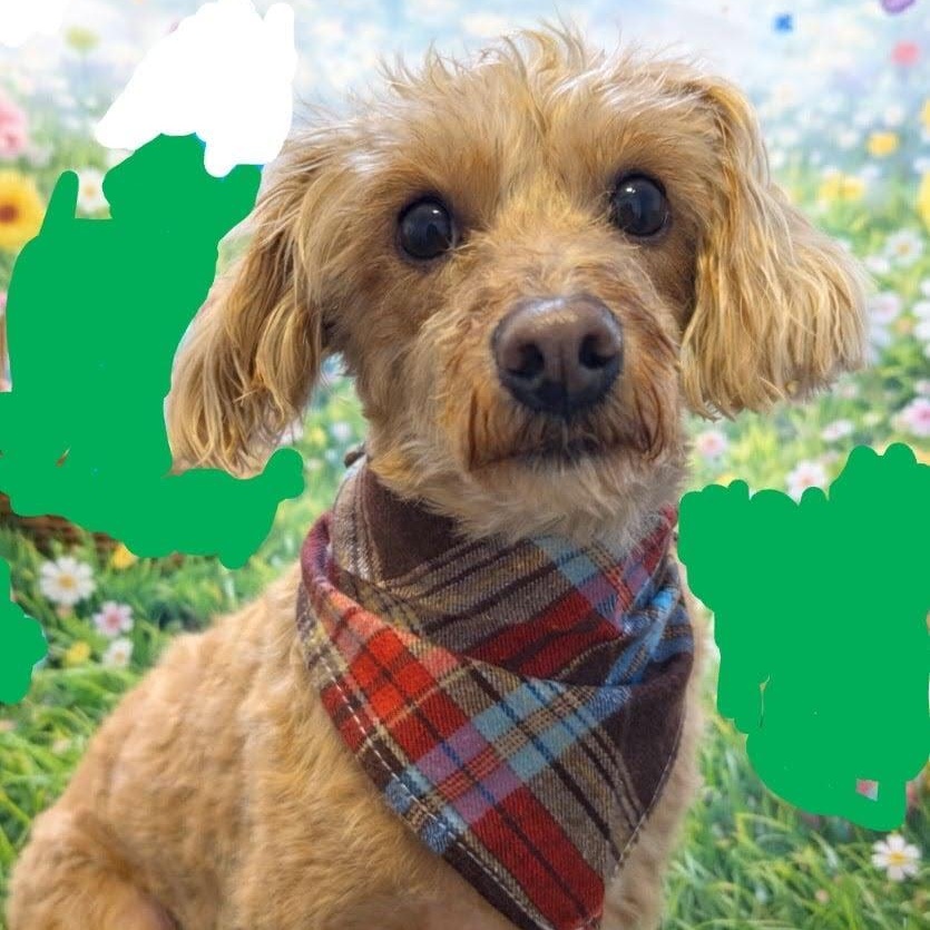 Mokie, ADOPTABLE, Young Male Poodle.