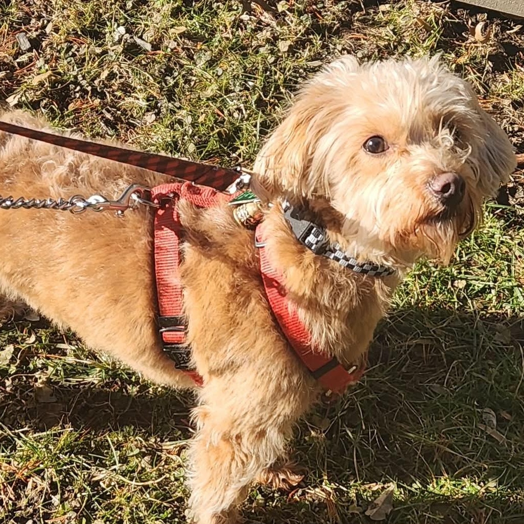 Enlarge Mokie, a ADOPTABLE mixed breed in Cherry Hill, NJ image 6/6