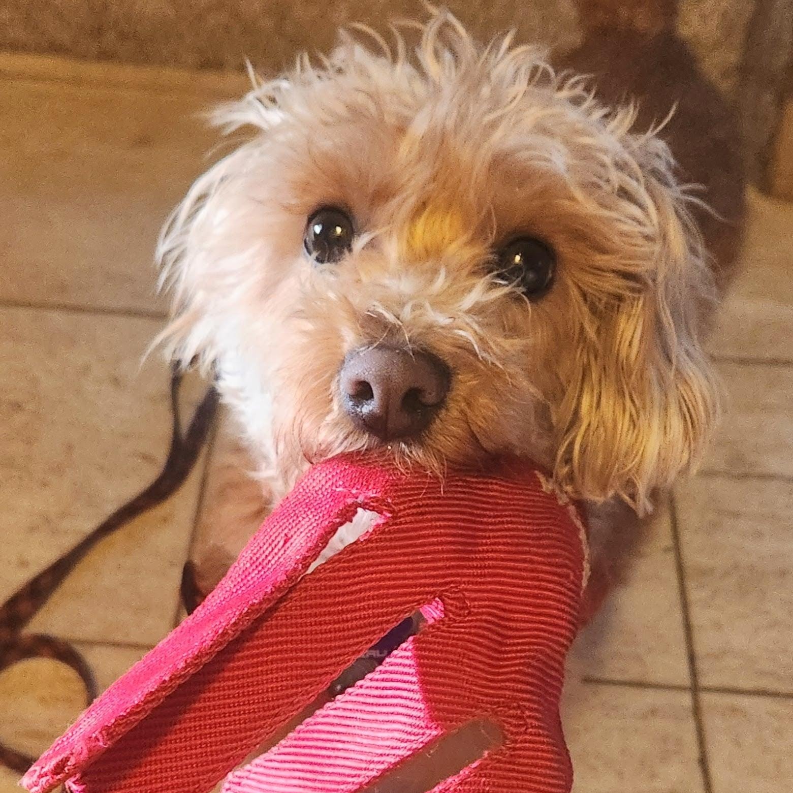 Enlarge Mokie, a ADOPTABLE mixed breed in Cherry Hill, NJ image 2/6