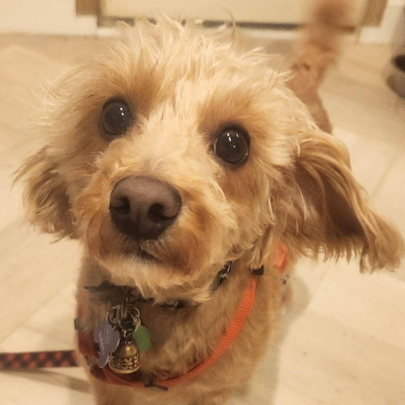 Enlarge Mokie, a ADOPTABLE mixed breed in Cherry Hill, NJ image 3/6