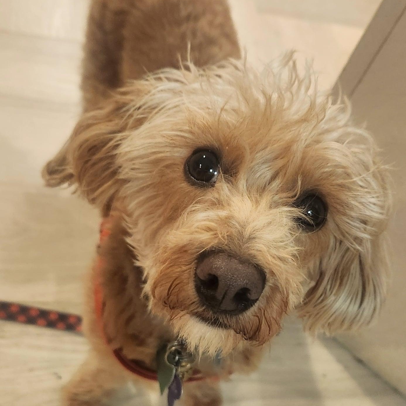 Enlarge Mokie, a ADOPTABLE mixed breed in Cherry Hill, NJ image 5/6