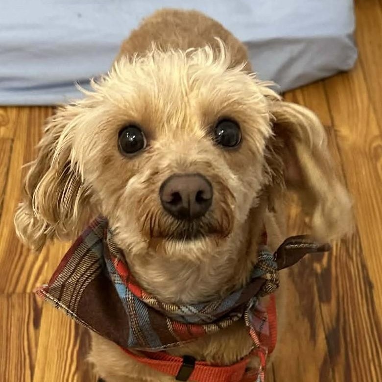 Enlarge Mokie, a ADOPTABLE mixed breed in Cherry Hill, NJ image 4/6