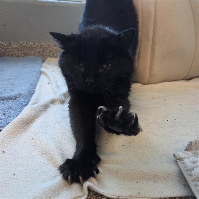 POOKY, Adoptable, Senior Female Domestic Short Hair.