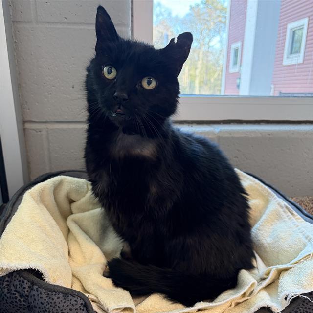 POOKY, Adoptable, Senior Female Domestic Short Hair.