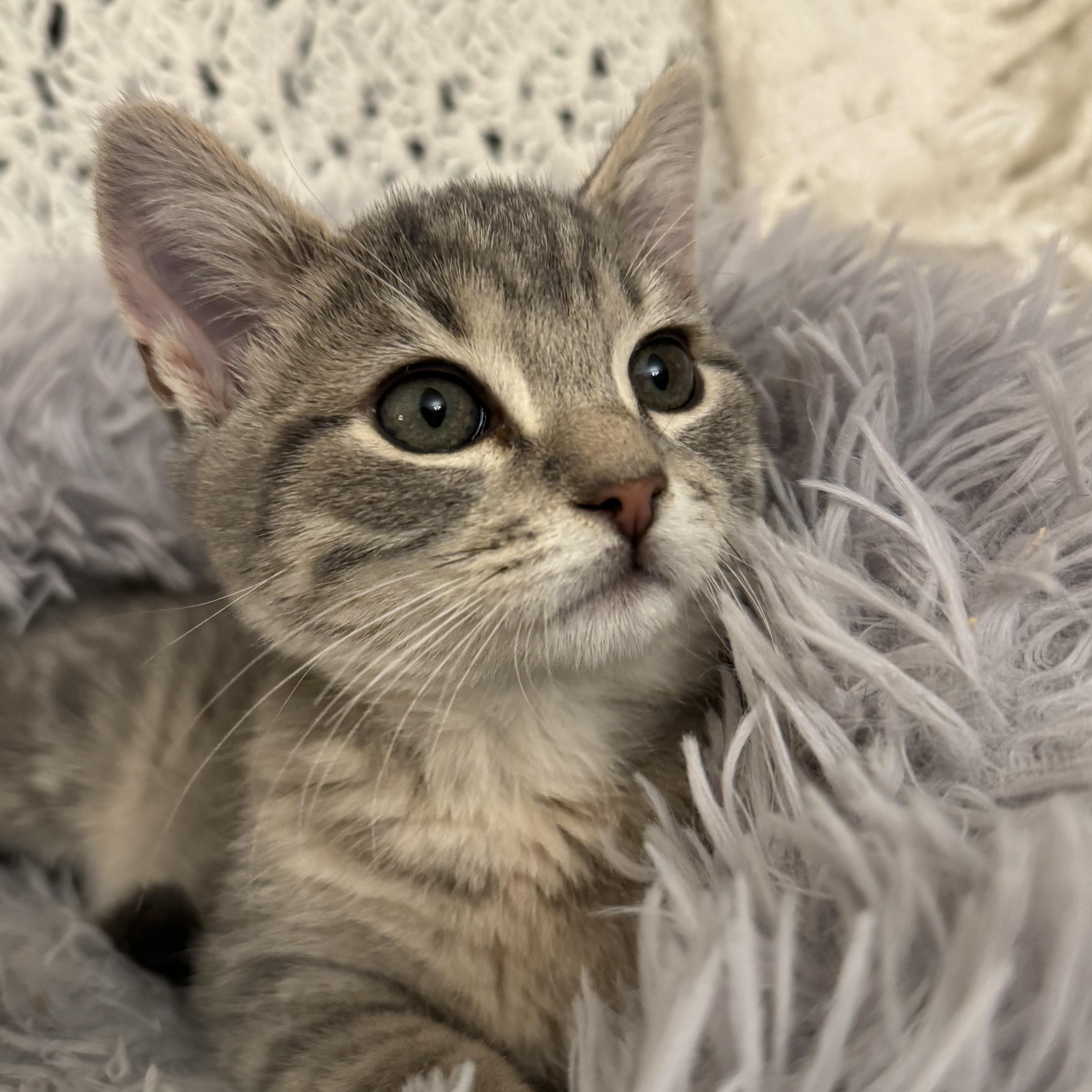 CODA, an adopted Domestic Short Hair in East Greenwich, RI image 1/6