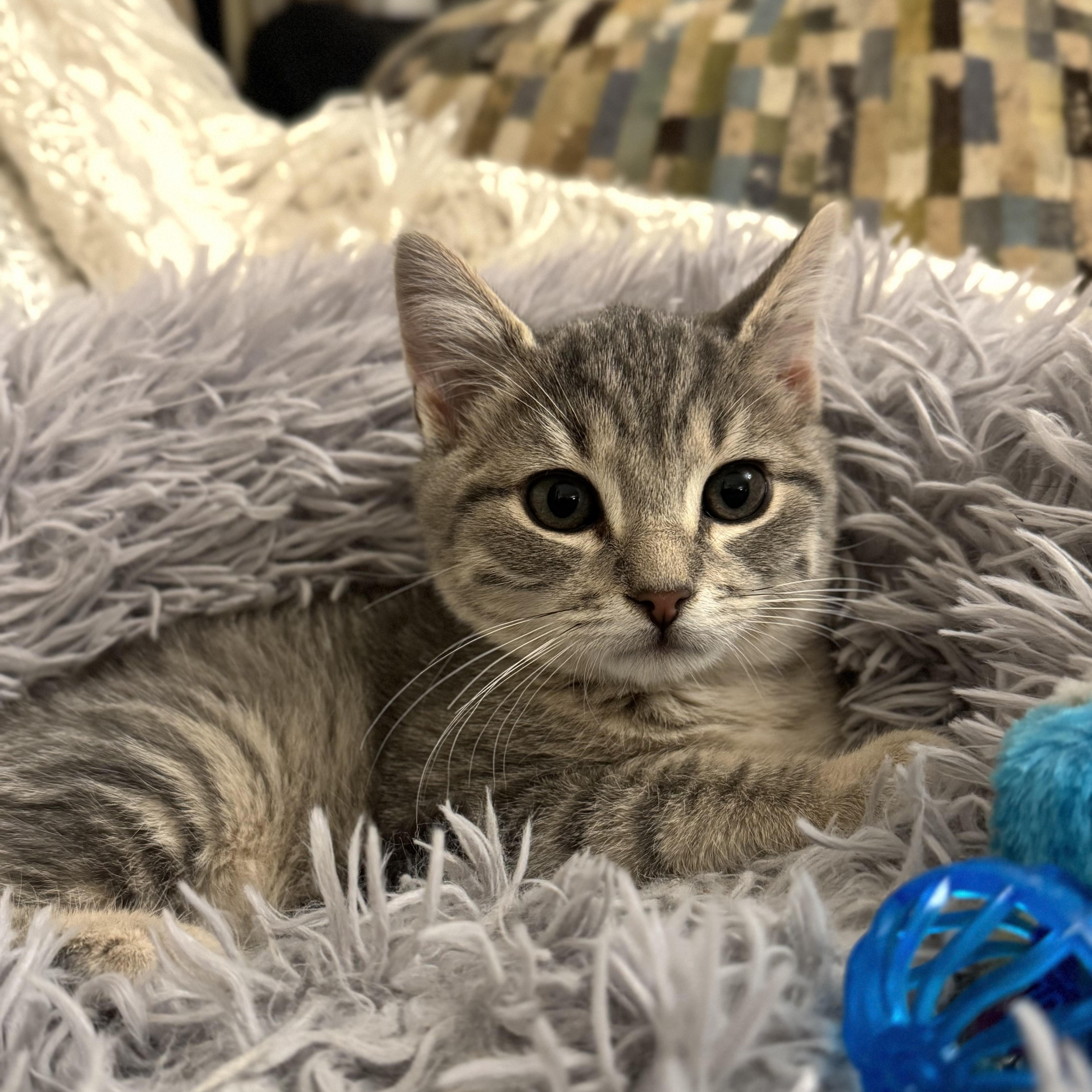 CODA, an adopted Domestic Short Hair in East Greenwich, RI image 6/6