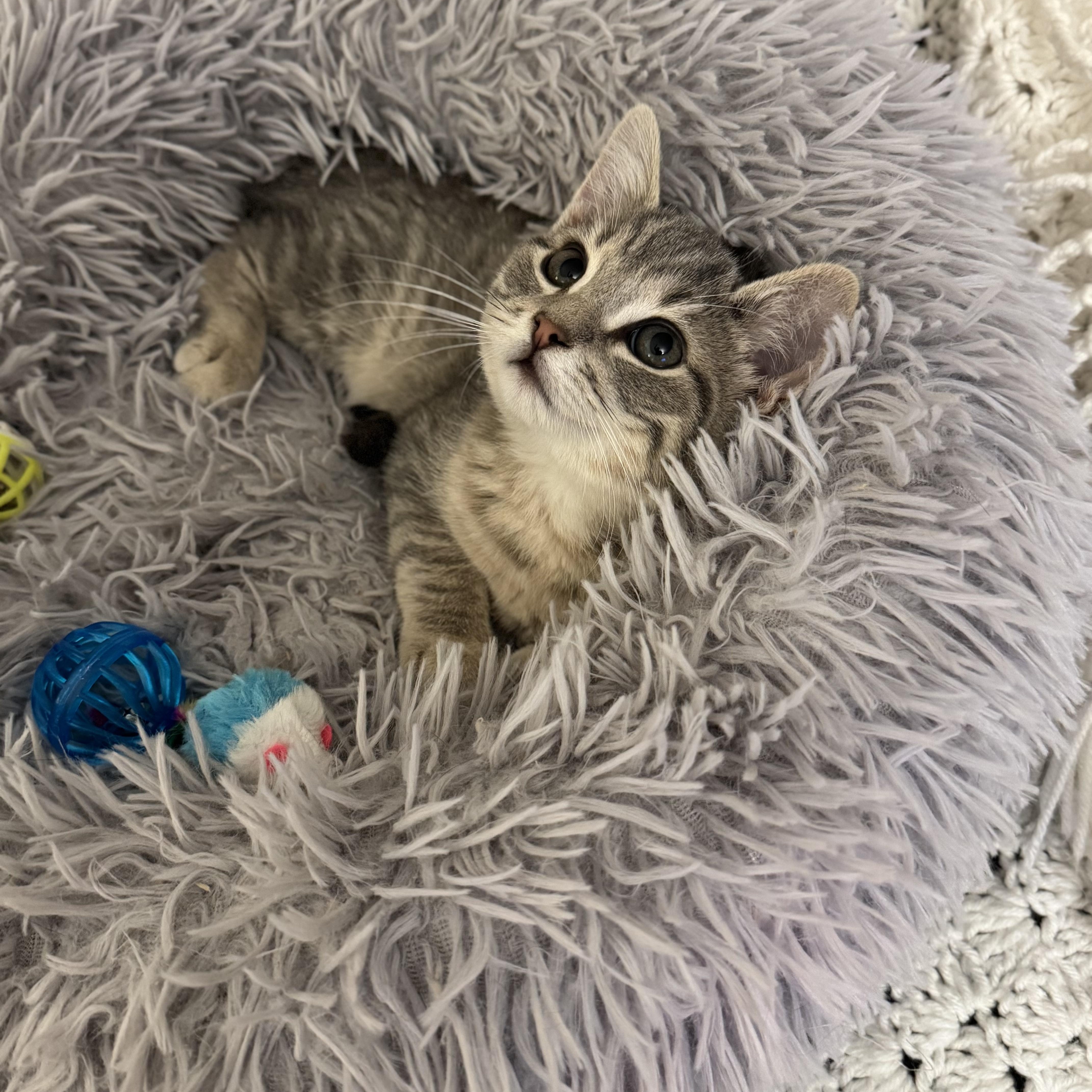 CODA, an adopted Domestic Short Hair in East Greenwich, RI image 5/6