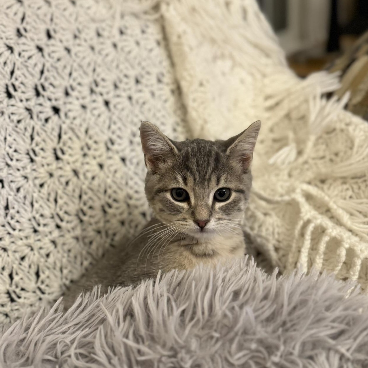 CODA, an adopted Domestic Short Hair in East Greenwich, RI image 2/6