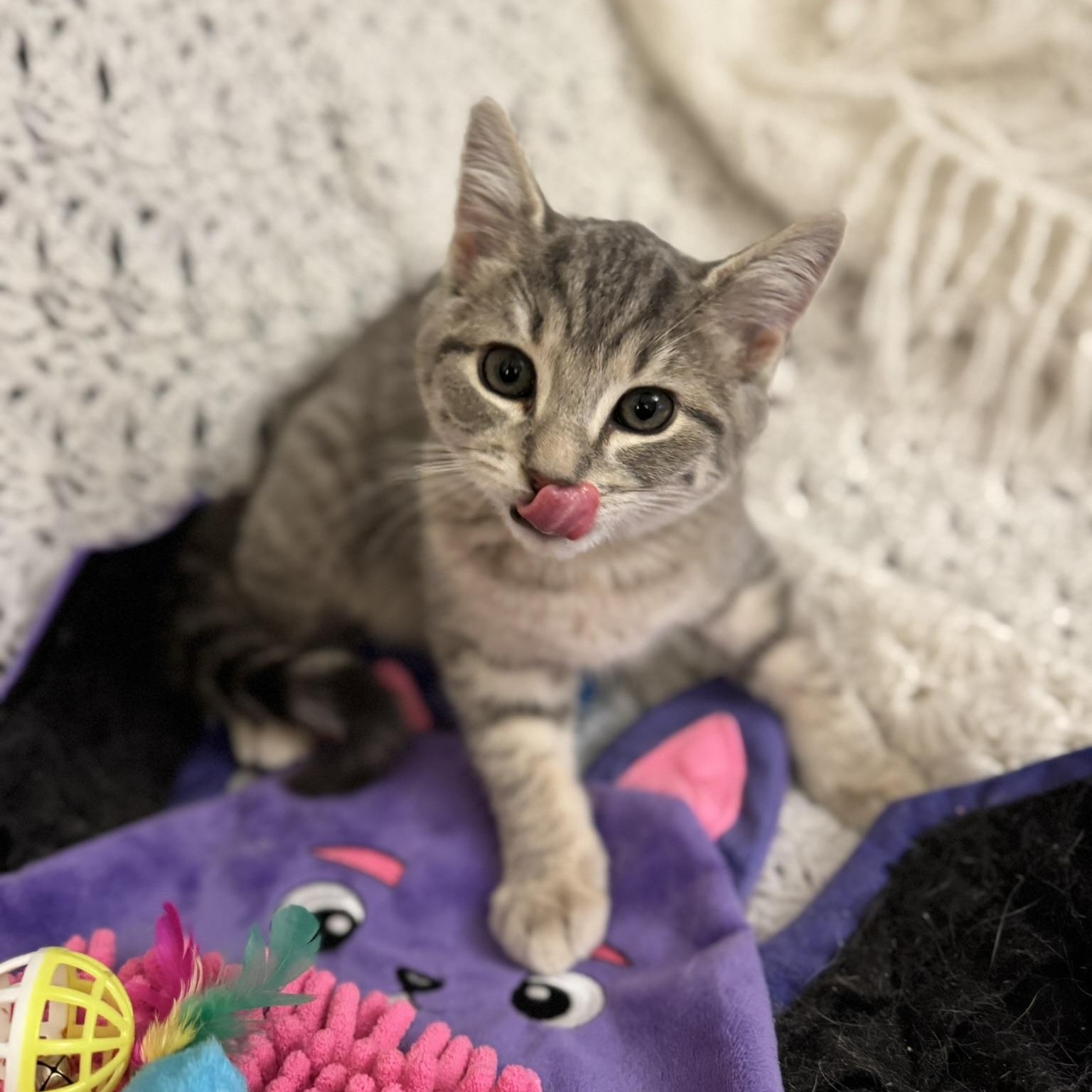 CODA, an adopted Domestic Short Hair in East Greenwich, RI image 3/6