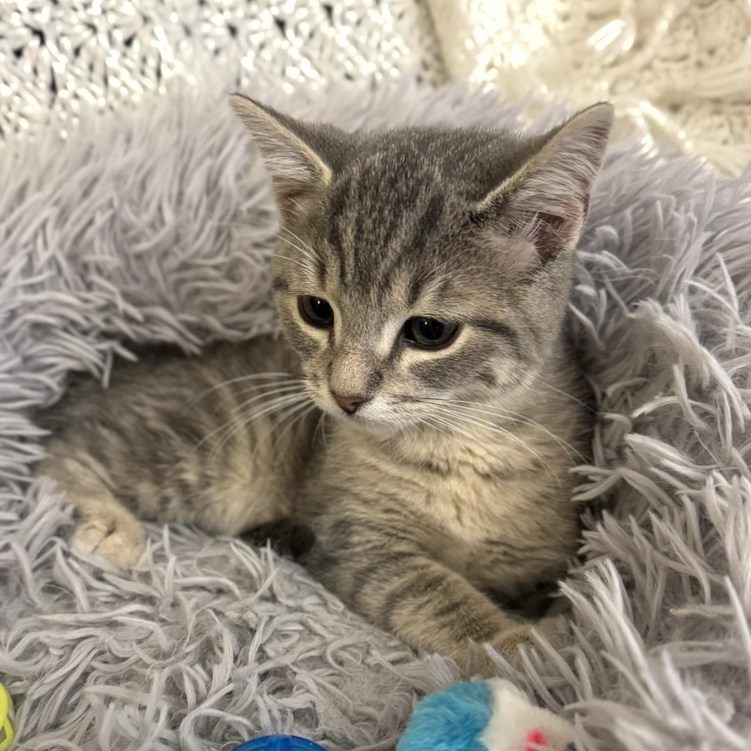 CODA, an adopted Domestic Short Hair in East Greenwich, RI image 4/6