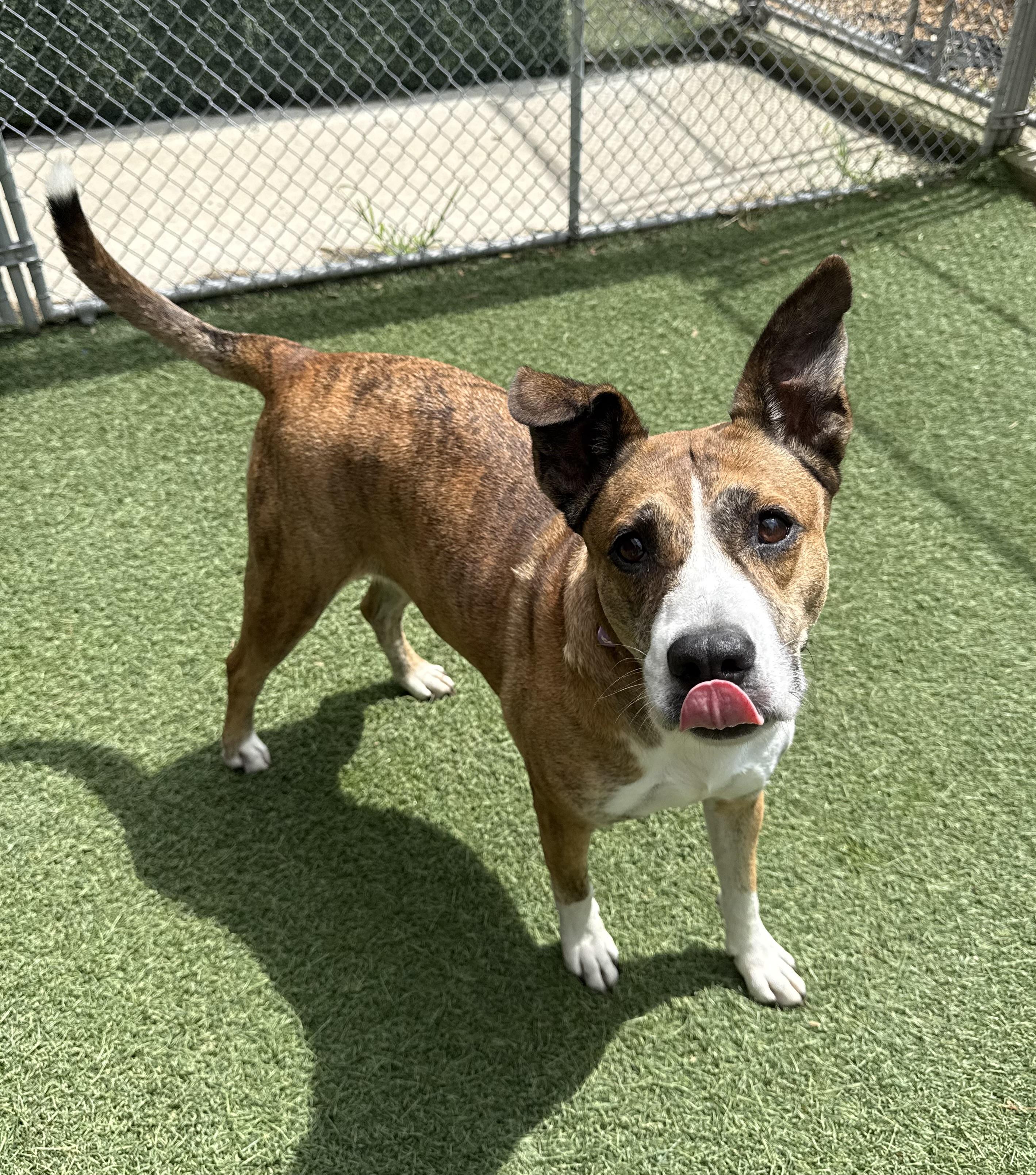 Mia, a Adoptable Mixed Breed in Sudbury, MA image 1/2