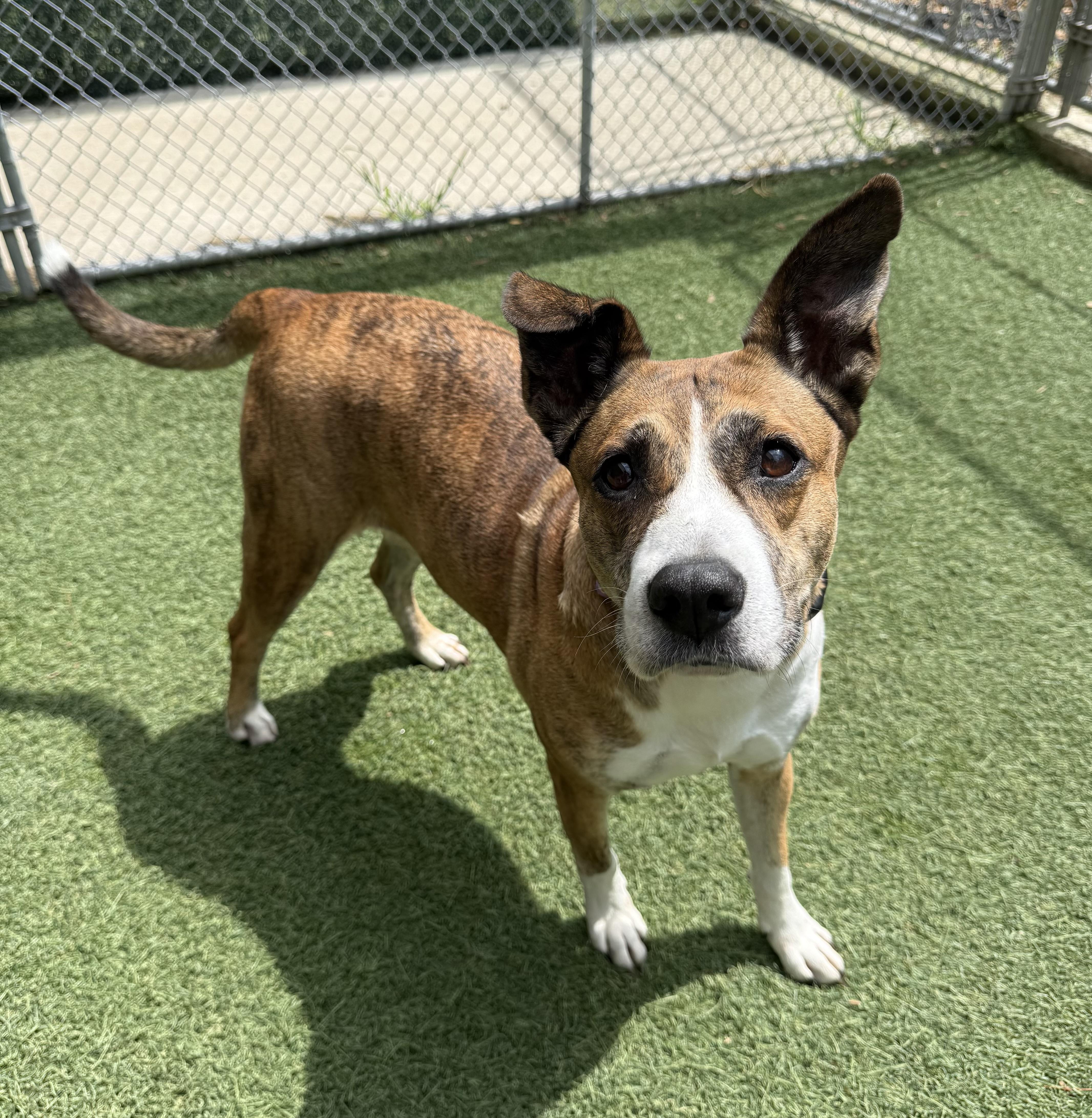 Mia, a Adoptable Mixed Breed in Sudbury, MA image 2/2